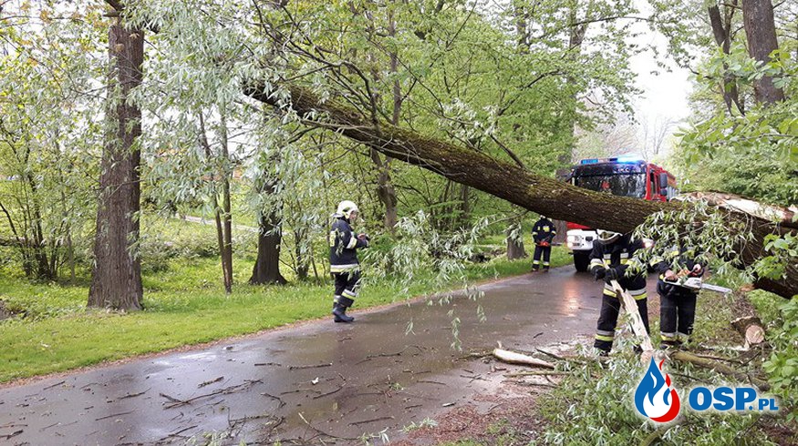 Powalone drzewo na drodze gminnej OSP Ochotnicza Straż Pożarna