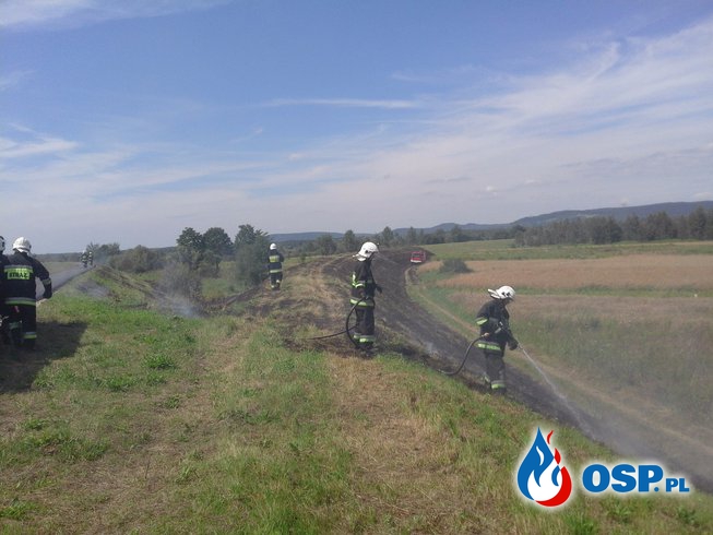 Pożar traw - ul. Sikorskiego w Rozkochowie OSP Ochotnicza Straż Pożarna