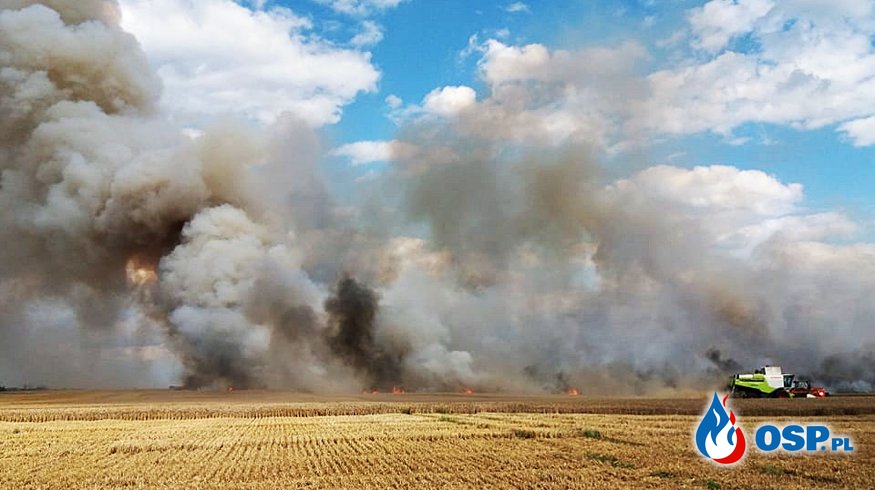 Ogromny pożar w Tuczępach. Spaliło się 50 hektarów zbóż i ściernisk. OSP Ochotnicza Straż Pożarna