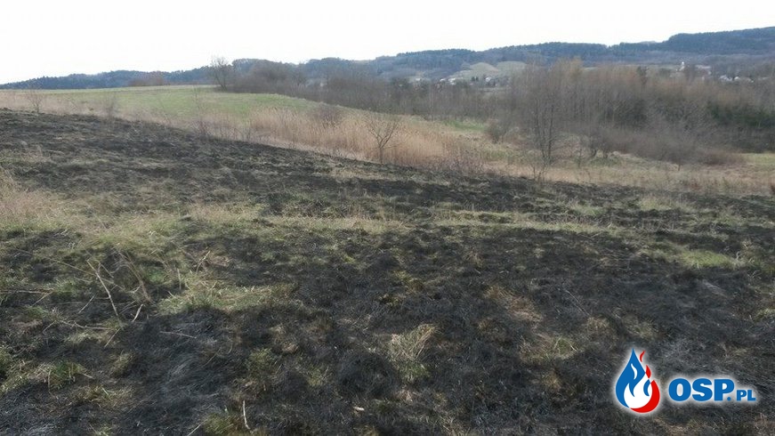 Pożar suchej trawy OSP Ochotnicza Straż Pożarna