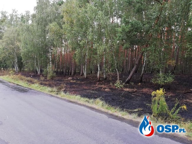 123/2019 Pożar lasu w Lisich Polach OSP Ochotnicza Straż Pożarna