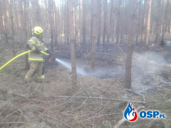 Pożar ścioły leśnej OSP Ochotnicza Straż Pożarna