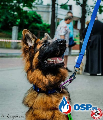 GUBIN! Nasze psiaki odwiedziły tamtejszy festyn Caritas-u OSP Ochotnicza Straż Pożarna