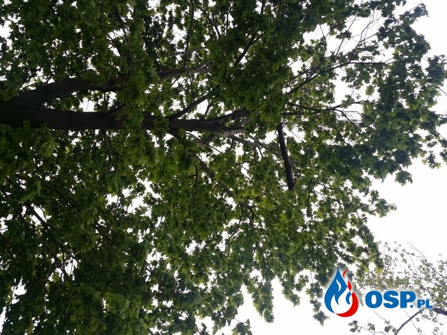 Niebezpieczne konary drzewa nad jezdnią Gostomia – Nowa Wieś OSP Ochotnicza Straż Pożarna