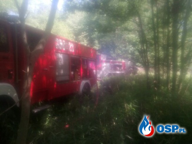 Dziwiszów: Pożar lasu. OSP Ochotnicza Straż Pożarna