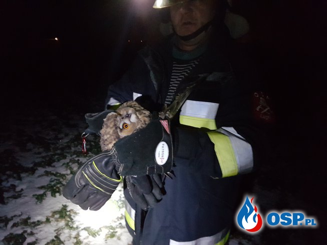 Strażacy ratowali sowę OSP Ochotnicza Straż Pożarna