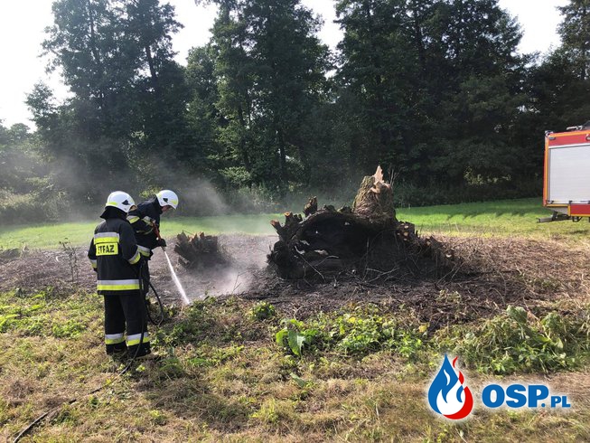 Pożar drzewa i gałęzi w Dobrowie OSP Ochotnicza Straż Pożarna
