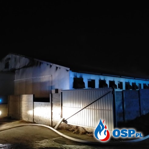 Pożar chlewni w Chotyczach. Padło ok. 300 świń. OSP Ochotnicza Straż Pożarna