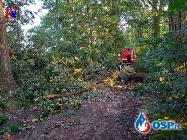 Powalone drzewa blokowały drogę OSP Ochotnicza Straż Pożarna