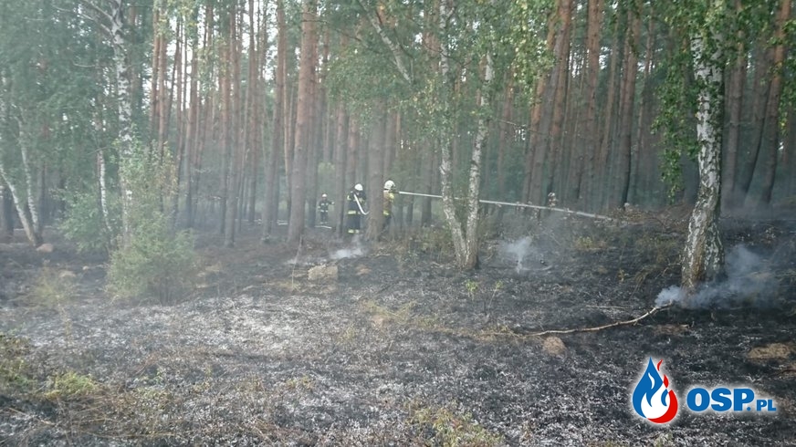 123/2019 Pożar lasu w Lisich Polach OSP Ochotnicza Straż Pożarna
