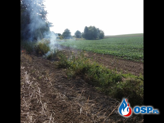 Pożar suchej trawy i trzcin w Prężynie OSP Ochotnicza Straż Pożarna