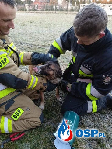 Ciekawski pies wsadził głowę do bańki. Nietypowa akcja strażaków z Paradyża. OSP Ochotnicza Straż Pożarna