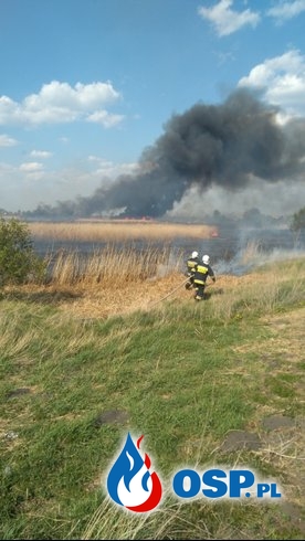 Pożar trzcin Inowrocław ulica Jacewska OSP Ochotnicza Straż Pożarna