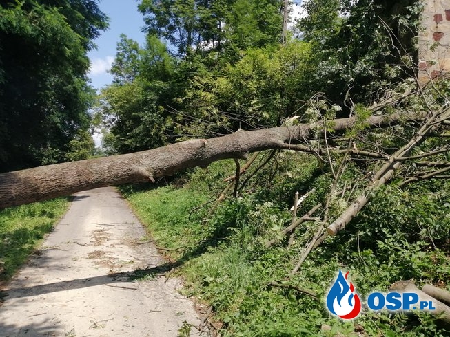 Powalone drzewo na drogę gminną OSP Ochotnicza Straż Pożarna