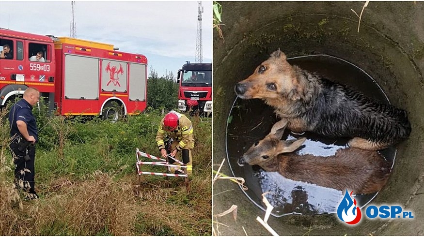 Sarna i pies utknęły razem w studni. Pomogli strażacy. OSP Ochotnicza Straż Pożarna
