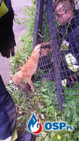 Uwięziony kot OSP Ochotnicza Straż Pożarna