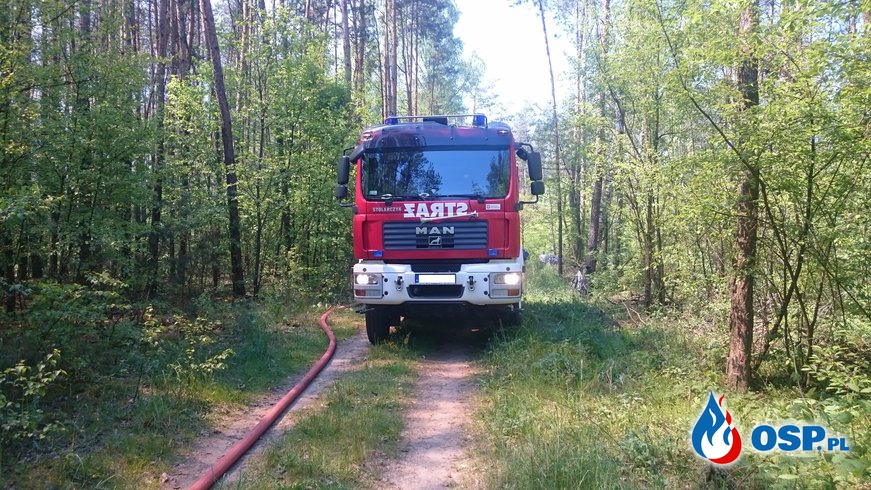 Pożar lasu, spalona przyczepa kempingowa OSP Ochotnicza Straż Pożarna