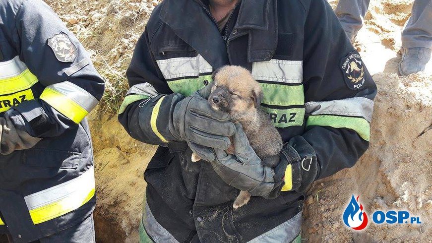 7 szczeniaków zasypanych żywcem. Uratowali je strażacy z OSP Polik! OSP Ochotnicza Straż Pożarna