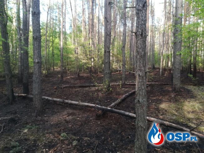 Kolejny pożar lasu OSP Ochotnicza Straż Pożarna