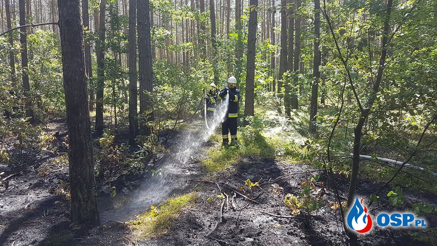 Pożar lasu w Lipich Górach OSP Ochotnicza Straż Pożarna