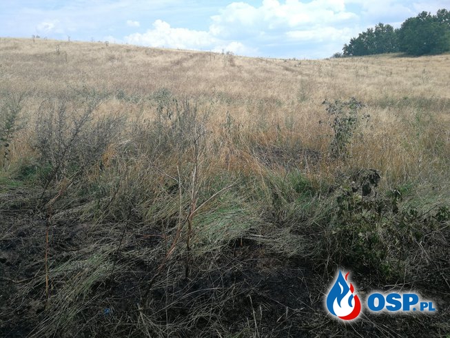 Pożar trawy obok pola że zbożem w OSP Ochotnicza Straż Pożarna