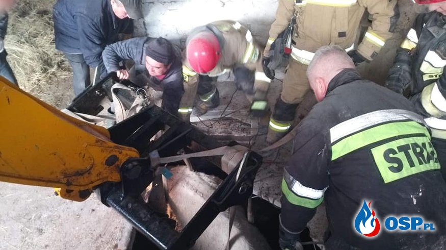 Strażacy uratowali byka, który wpadł do szamba OSP Ochotnicza Straż Pożarna