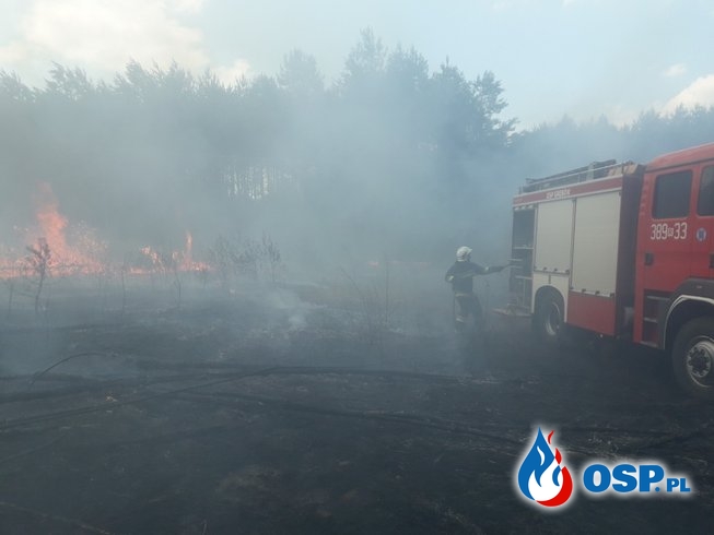 3 wyjazdy do pożaru jednego dnia. Groźny pożar lasu w miejscowości Zabrnie. OSP Ochotnicza Straż Pożarna