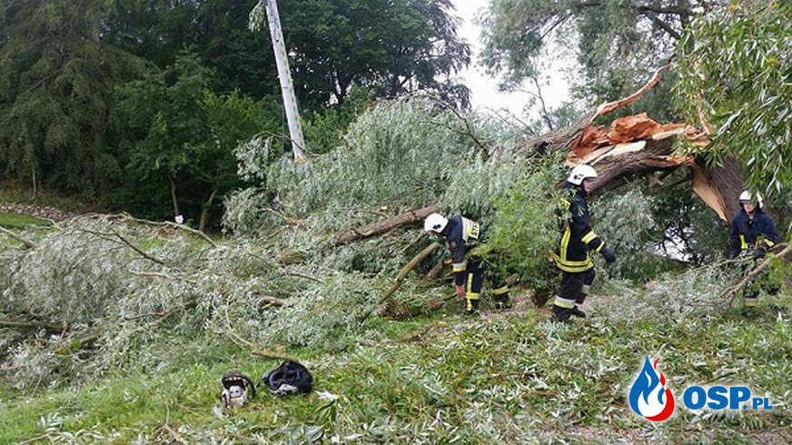 5 powalonych drzew na drodze gminnej w Zatoni Dolnej OSP Ochotnicza Straż Pożarna