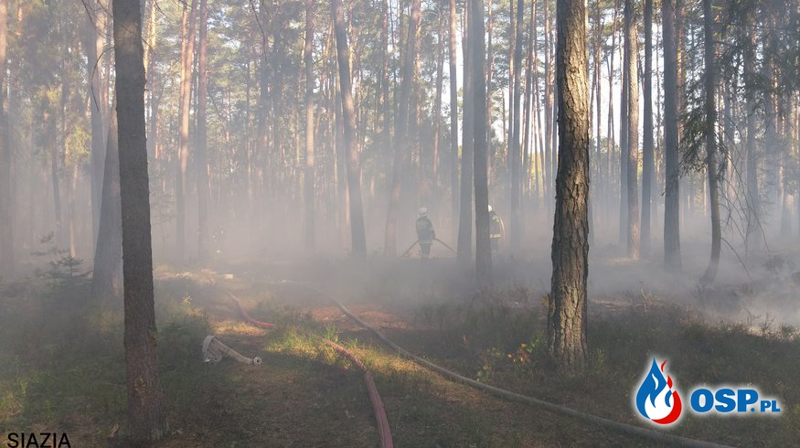 Pożar lasu - pokrywy gleby OSP Ochotnicza Straż Pożarna