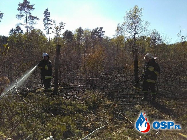 Pożar lasu w okolicy Świętoszowa. OSP Ochotnicza Straż Pożarna