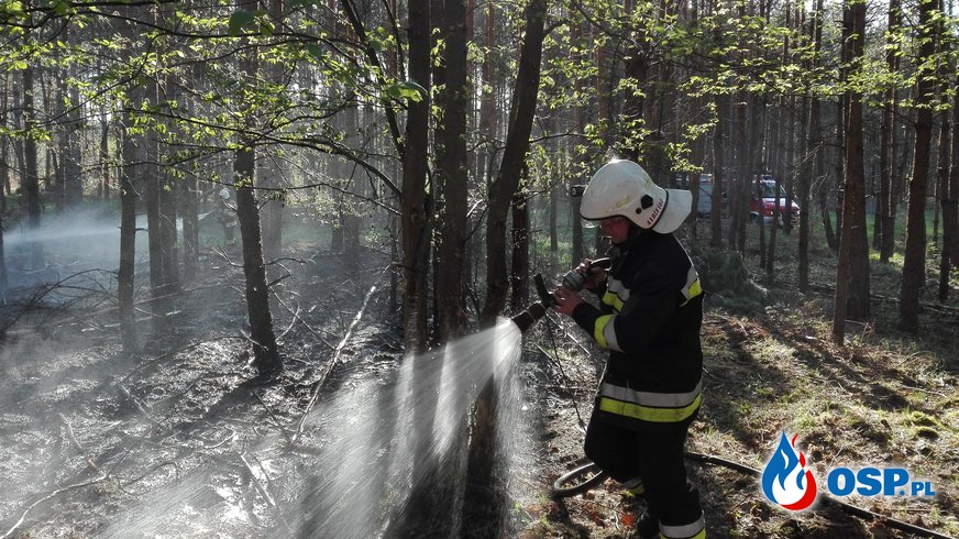 Pożar lasu - Zamęt OSP Ochotnicza Straż Pożarna