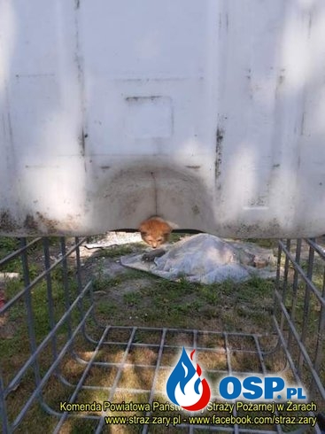 Strażacy uwolnili kota, który utknął w plastikowym zbiorniku OSP Ochotnicza Straż Pożarna