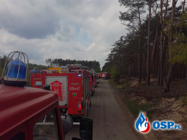 Manewry - las w Bogusławkach OSP Ochotnicza Straż Pożarna