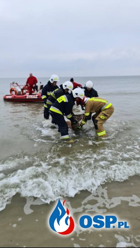 Łania nie mogła wydostać się z morza. Pomogli strażacy. OSP Ochotnicza Straż Pożarna