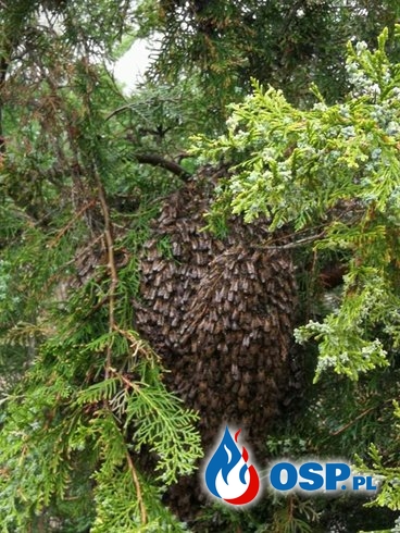 Rój pszczół tuż przy drodze OSP Ochotnicza Straż Pożarna