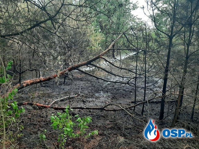Pożar lasu Nowe Miasto OSP Ochotnicza Straż Pożarna