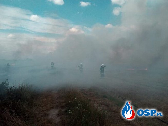 Pożar ścierniska w Perzowie OSP Ochotnicza Straż Pożarna