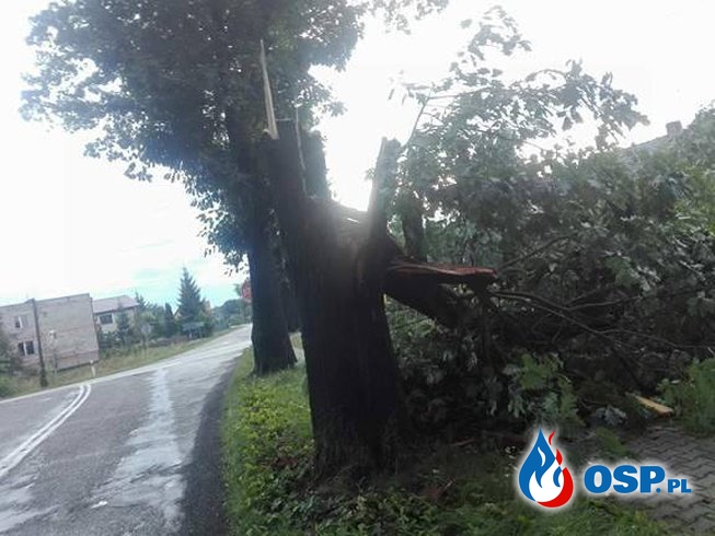 10,08,2017 przewrócone drzewo OSP Ochotnicza Straż Pożarna