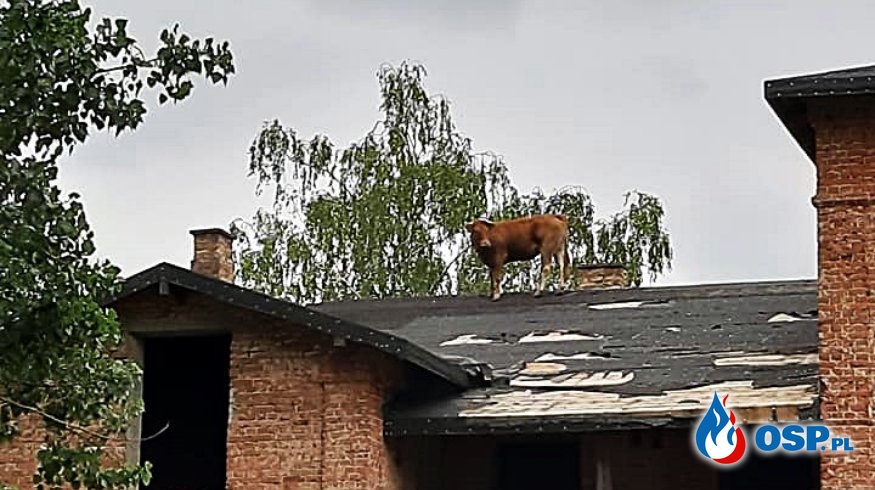 Strażacy ściągali krowę z... dachu. Nietypowa interwencja ratowników w Niewikli. OSP Ochotnicza Straż Pożarna