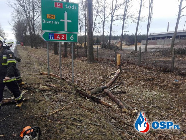 Powalone drzewo na drodze krajowej DK14 w miejscowości Jamno OSP Ochotnicza Straż Pożarna