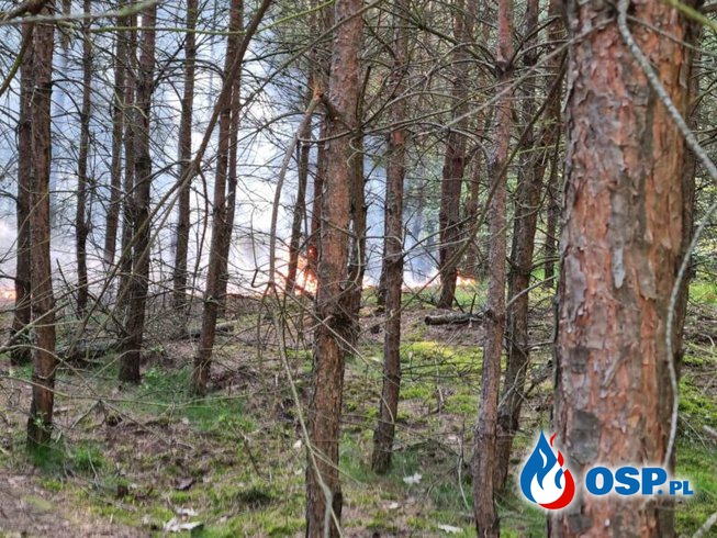 Pożar poszycia leśnego OSP Ochotnicza Straż Pożarna