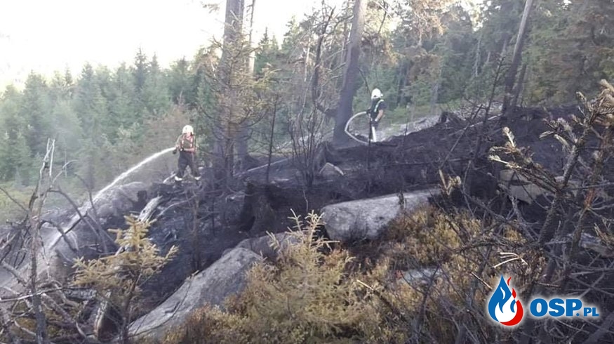 Polscy strażacy pomagali gasić pożar lasu w Czechach OSP Ochotnicza Straż Pożarna