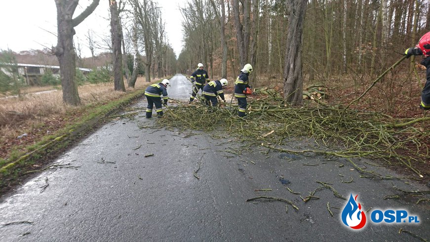 30-32/2019 Porwisty wiatr powalił drzewa w okolicy! OSP Ochotnicza Straż Pożarna