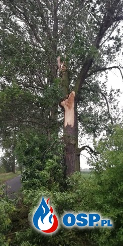 Złamany konar drzewa zablokował drogę OSP Ochotnicza Straż Pożarna