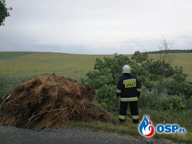 Kilkanaście powalonych drzew w okolicy Dolska OSP Ochotnicza Straż Pożarna