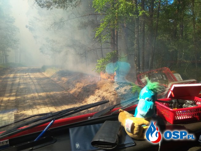 06.06 Pożar ściółki leśnej na dawnym poligonie w Czarnem. OSP Ochotnicza Straż Pożarna