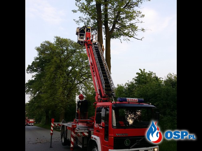 #12 Suche zagrażające drzewo OSP Ochotnicza Straż Pożarna