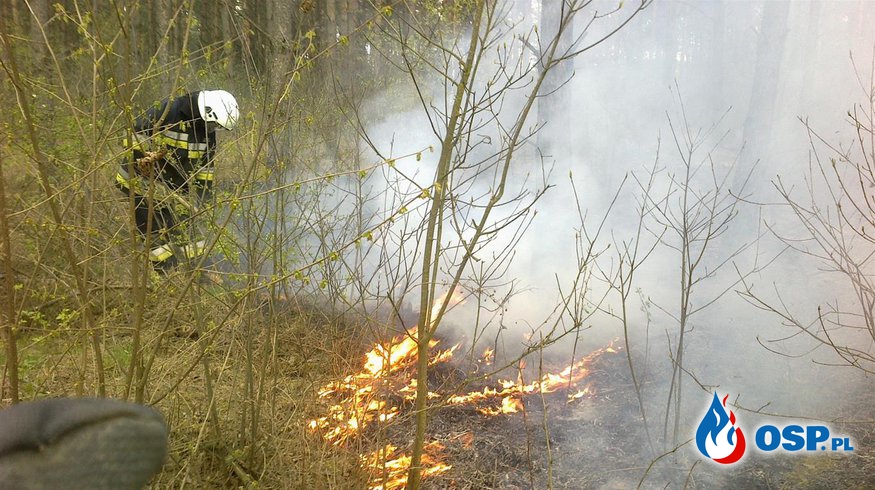 Wyjazd 12/2016 - pożar poszycia leśnego OSP Ochotnicza Straż Pożarna