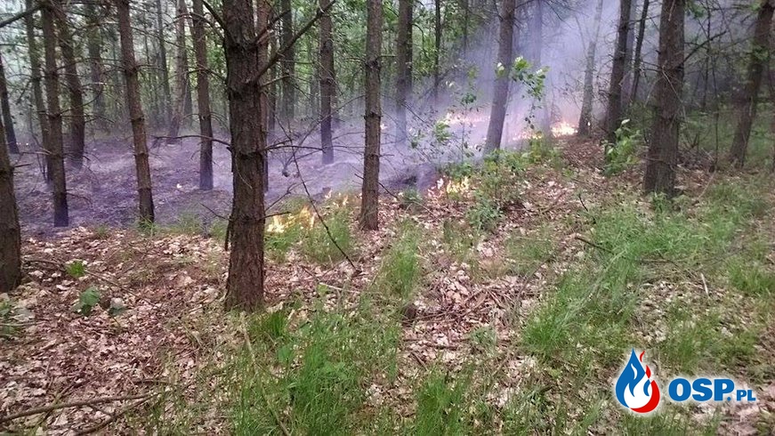 10.06.17 - Pożar poszycia leśnego w msc. Górki-Gilów OSP Ochotnicza Straż Pożarna