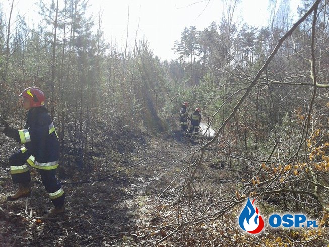 Pożar łąki i lasu 28.03.2016 OSP Ochotnicza Straż Pożarna